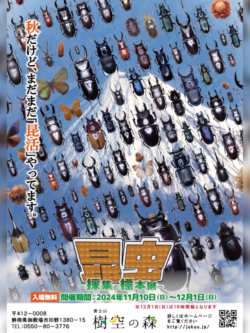 【2024年12月1日（日）まで】昆虫-採集と標本展-